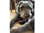 Rosie, Schnauzer (giant) For Adoption In Newport Beach, California