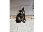 Sprout, Domestic Shorthair For Adoption In Umatilla, Florida