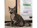 Rio, Domestic Shorthair For Adoption In Rowlett, Texas