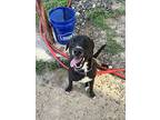 Boo Boo, Labrador Retriever For Adoption In White Plains, New York