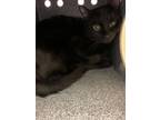 Ireland, Domestic Shorthair For Adoption In Carrollton, Texas