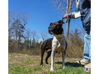 Florence, American Pit Bull Terrier For Adoption In Ann Arbor, Michigan