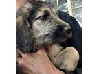 Josephine, Terrier (unknown Type, Medium) For Adoption In Concord, California