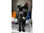 Prince, Domestic Shorthair For Adoption In Twinsburg, Ohio