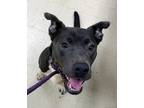 Zoey, American Pit Bull Terrier For Adoption In Twinsburg, Ohio