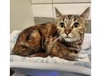 Roxanne, Domestic Shorthair For Adoption In Kamloops, British Columbia