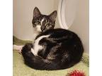 Chica, Domestic Shorthair For Adoption In Kamloops, British Columbia