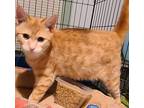 Ginger, Domestic Shorthair For Adoption In Forty Fort, Pennsylvania