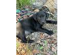 Labrador Retriever Puppy for sale in Sagaponack, NY, USA