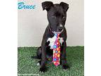 Bruce, Labrador Retriever For Adoption In San Diego, California
