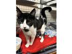 Tux Aka (patches), Domestic Shorthair For Adoption In Tool, Texas