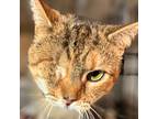 Miss Cassidy, Domestic Shorthair For Adoption In New York, New York