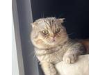 Mikha And Muffin, Scottish Fold For Adoption In New York, New York