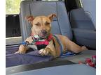 Rusty, American Staffordshire Terrier For Adoption In Reston, Virginia