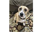 Tanner, Terrier (unknown Type, Medium) For Adoption In Reston, Virginia