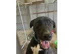 Lucy (1yo, 45lbs), Labrador Retriever For Adoption In Hinton, West Virginia