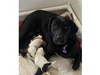 Oyster, Labrador Retriever For Adoption In St Louis, Missouri