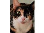 Amy- Offered By Owner, Domestic Shorthair For Adoption In Hillsboro, Oregon