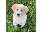 Golden Retriever Puppy for sale in Providence, RI, USA