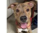 Ducky, American Pit Bull Terrier For Adoption In Pequot Lakes, Minnesota