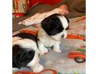 Shih Tzu Puppy for sale in Cheney, WA, USA