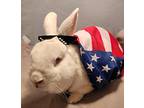 Bunilla Ice, Netherland Dwarf For Adoption In Pasco, Washington