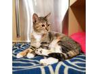 Princess Pea, Domestic Shorthair For Adoption In Fort Wayne, Indiana