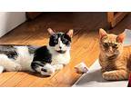 Max & Theo - Courtesy Listing, Domestic Shorthair For Adoption In Larchmont