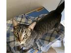 Relic, Domestic Shorthair For Adoption In West Palm Beach, Florida
