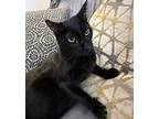 Hiccup, Domestic Shorthair For Adoption In West Palm Beach, Florida
