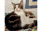 Hunter, Domestic Shorthair For Adoption In West Palm Beach, Florida