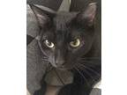 Jackpot, Domestic Shorthair For Adoption In West Palm Beach, Florida