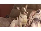 Bugsy Aka Monkey Foster Or Adopter Needed, Boston Terrier For Adoption In