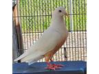 Abba Zaba, Pigeon For Adoption In Burlingame, California