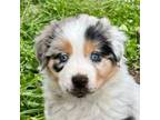 Miniature Australian Shepherd Puppy for sale in Roy, WA, USA