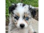 Miniature Australian Shepherd Puppy for sale in Roy, WA, USA