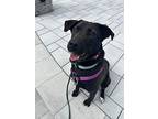 Daisy, Labrador Retriever For Adoption In New York, New York