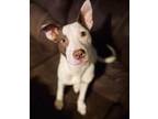 Cheeto, Jack Russell Terrier For Adoption In Murphysboro, Illinois