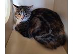 Violet, Domestic Shorthair For Adoption In Silverdale, Washington