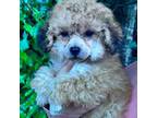 Poodle (Toy) Puppy for sale in Union, MS, USA