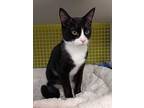 Hershey, Domestic Shorthair For Adoption In Youngsville, North Carolina
