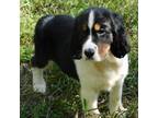English Springer Spaniel Puppy for sale in Madison, SD, USA