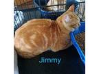 Jimmy, Domestic Shorthair For Adoption In Naugatuck, Connecticut