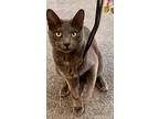 Ichiro, Russian Blue For Adoption In Henderson, Nevada