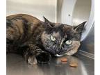 Willow, Domestic Shorthair For Adoption In Salmon Arm, British Columbia