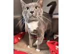 Boots, Domestic Shorthair For Adoption In Newport, North Carolina