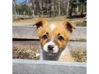 Cardigan Welsh Corgi Puppy for sale in Lake City, MI, USA