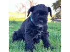 Schnauzer (Miniature) Puppy for sale in Waterloo, IA, USA