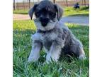 Schnauzer (Miniature) Puppy for sale in Waterloo, IA, USA