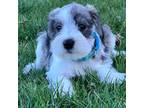 Schnauzer (Miniature) Puppy for sale in Waterloo, IA, USA